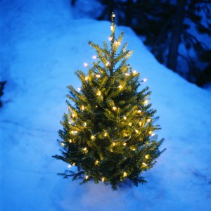 Christmas Tree in the Snow