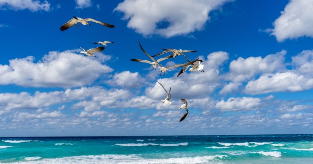 seagulls flying above the ocean